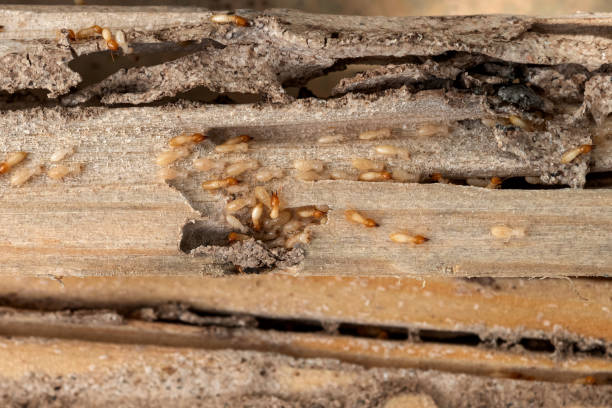Best Residential Pest Control  in Parma Heights, OH